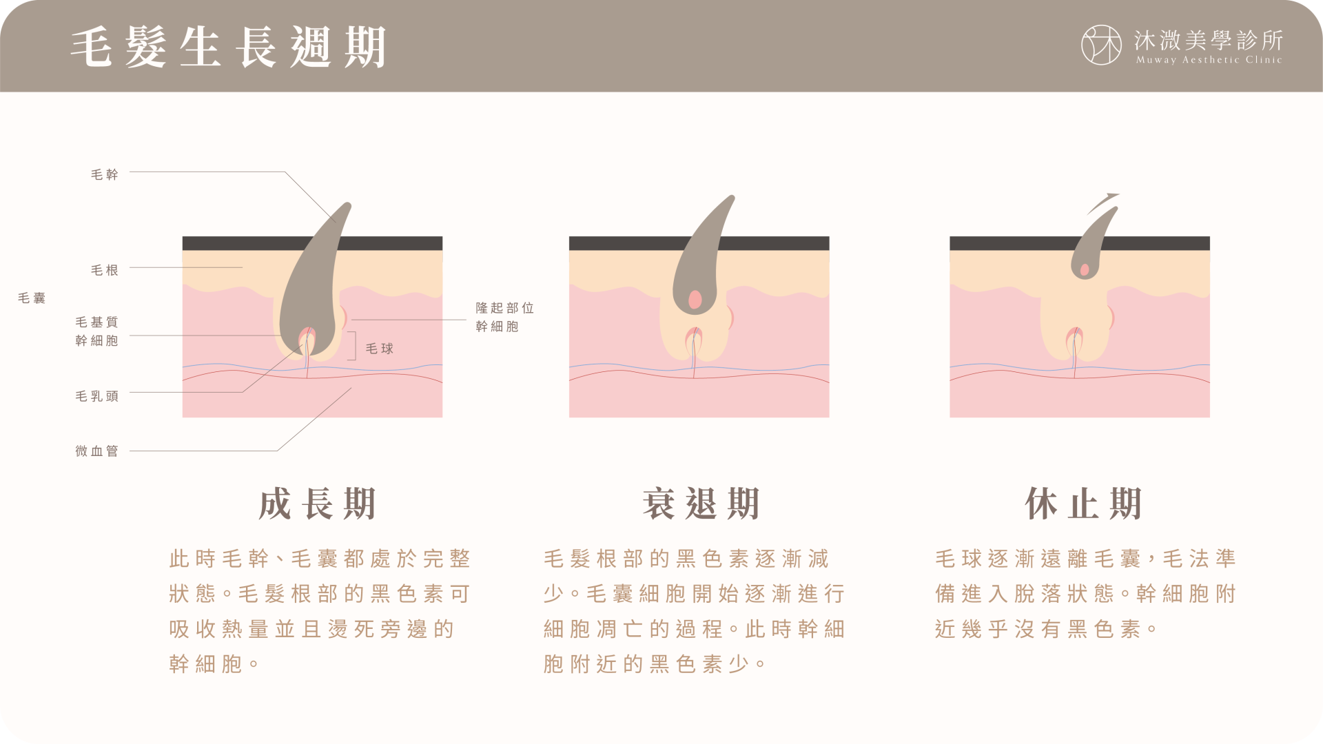 海神雷射除毛成長期衰退期休止期示意