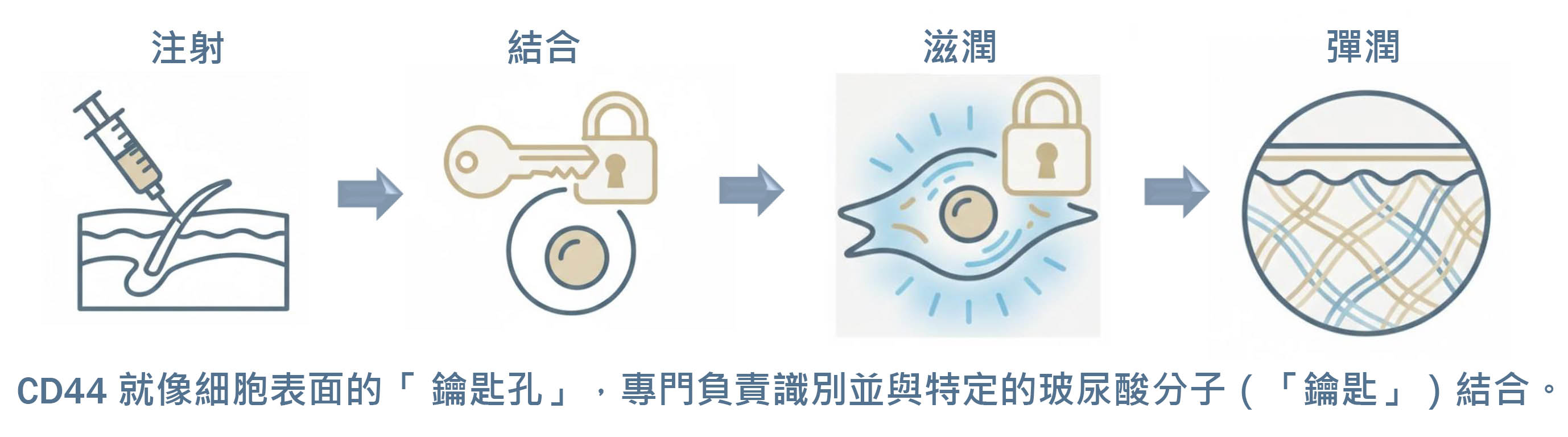 Doublyx EVO 彈力針保水與皮膚彈性作用原理示意